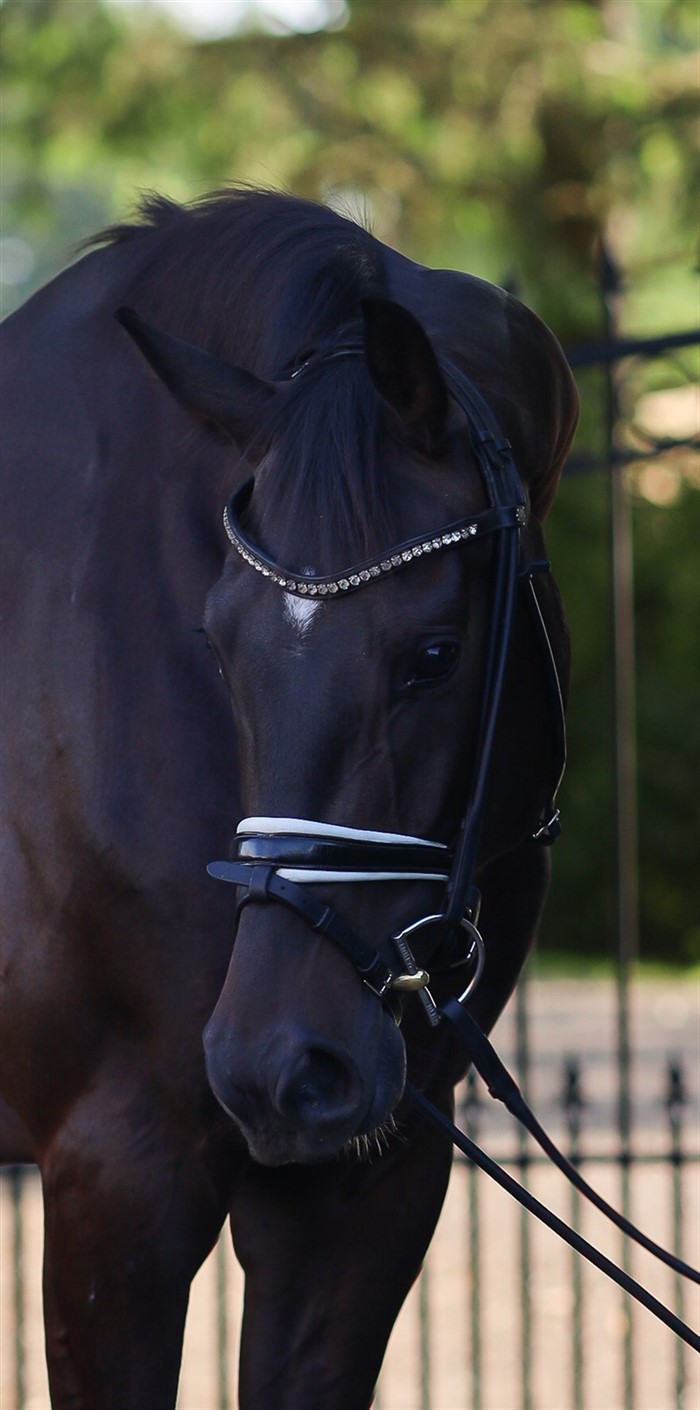 HP Viscount (Vivaldon x Sir Donnerhall x Feiner Stern)
Den smukkeste sportshest.