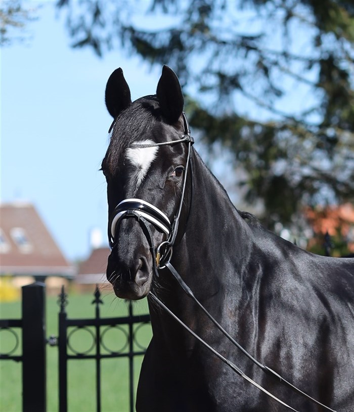Lady Hit AK (Sandro Hit x Fürst Heinrich x De Niro) 7 års Oldenburger Mainpremium hoppe med bl.a. 9.5 i ridelighed. Klar til Prix St. George.