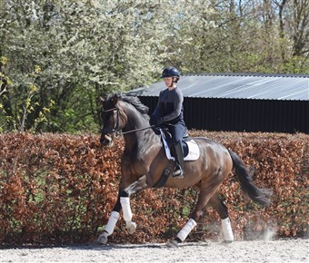 HP Tivoli er trukket direkte på Fürstenballs hoppestamme.