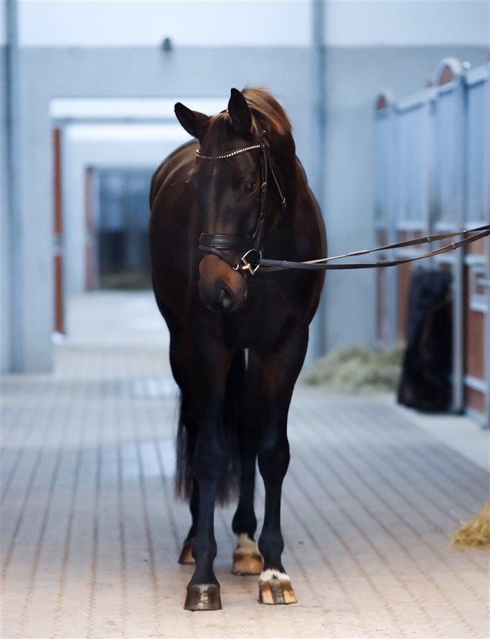 HP Truffle (Total Hope x Fürst Romancier x Sir Donnerhall). En særdeles velgående vallak trukket på 2 af Tysklands bedste hoppestammer - nemlig Fürstenballs og Weihegolds.