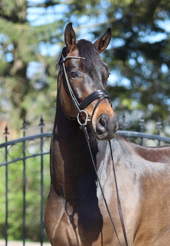 HP Tivoli (Total Hope x Fürst Romancier x Sir Donnerhall)
En smuk og særdeles velgående 6 års vallak trukket direkte på Fürstenballs hoppestamme.