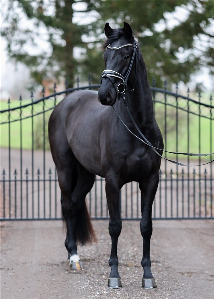 HP Vittorio (Vitalis x De Niro x San Amour) født 2022