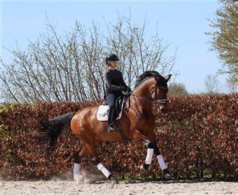 Lorna Caledonia har 3 rigtigt gode gangarter og er kåret i højeste klasse  med Oldenburger Mainpremium.