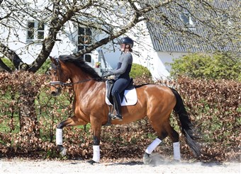 Lorna Caledonia er trukket direkte på Sandro Hit og Diamond Hits hoppestamme.