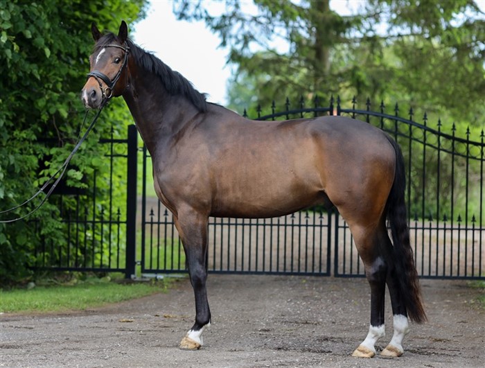 HP Total Dàmour (Total Hope x Sir Donnerhall x Donnehall) er krydset imellem 2 af Tysklands bedste hoppestammer nemlig Weihegolds og Fürstenballs.