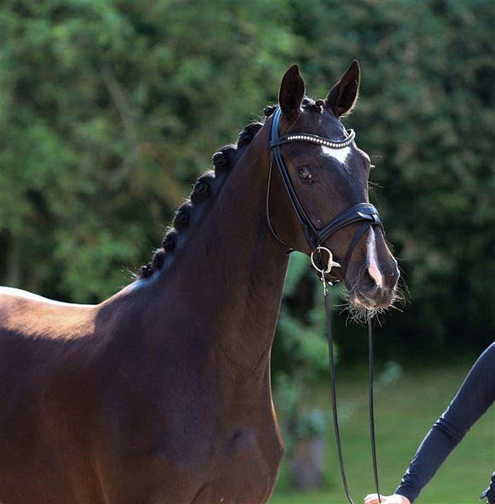 HP Limone (Escaneno x Sandro Hit x Fürst Heinrich) - Love Story line født 2023.