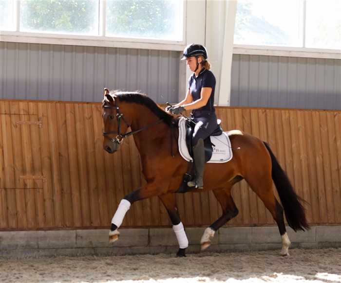 HP Villefrance (Vitalis x Fürst Romancier x Bordeaux)  er trukket på vel nok Tysklands bedste hoppefamilie Gesine.
Han er udstyret med 3 særdeles gode gangarter.