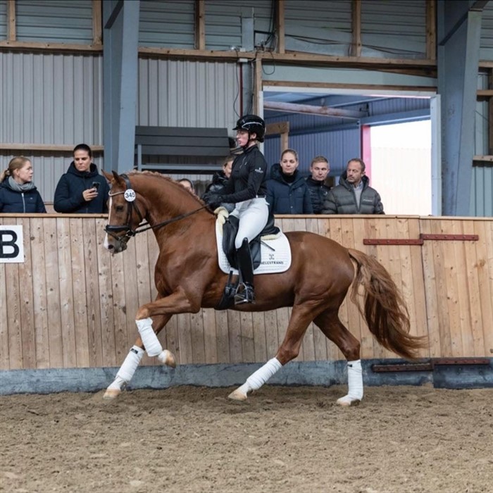 Independent fra indsyningen til 35 dages testen i Dansk Varmblod

Klik på billedet for video.