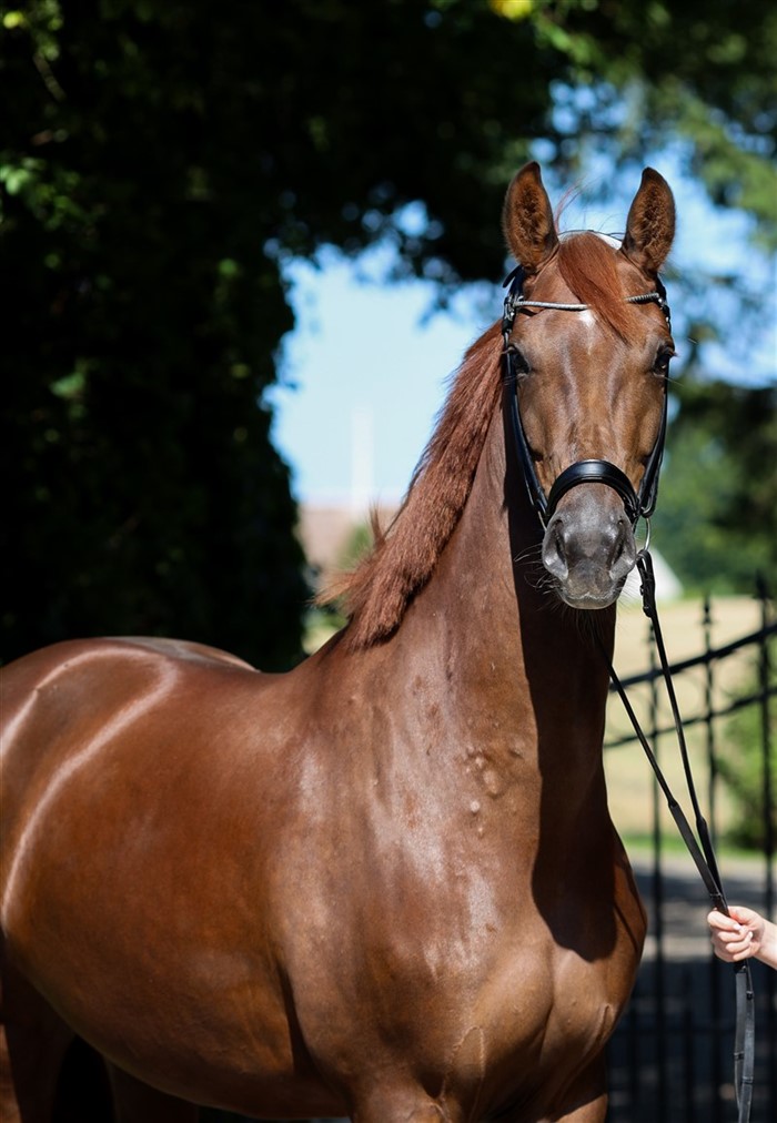 Den 4 årige HP Elfenvita (Vitalis x Diamond Hit x De Niro) er tildelt ldenburger Mainpremium og er helsøster til Cathrine Laudrup-Dufour`s HP Viard.