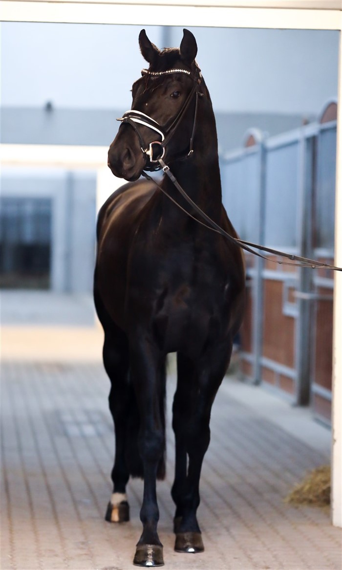 HP Vittorio (Vitalis x De Niro x San Amour) er en meget flot og præsentabel vallak med fornemt dressurblod. Han har det skønneste temperament og er en drøm at ride og omgås.