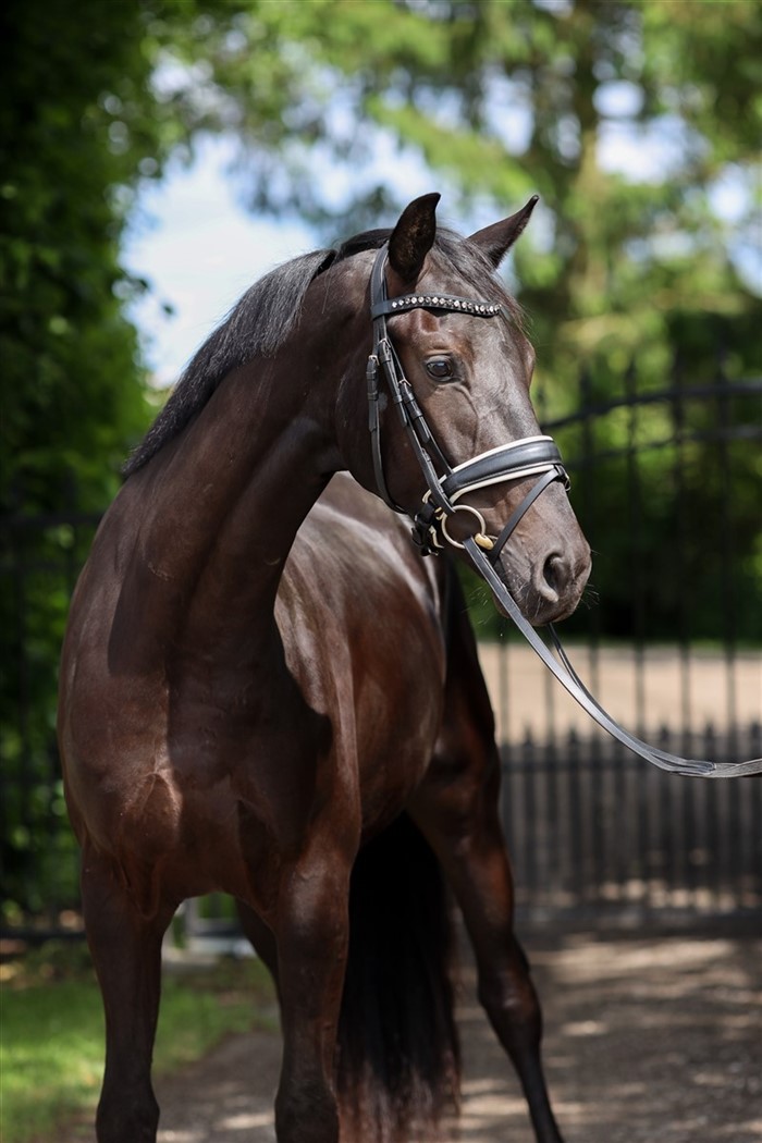 HP Frizzante er i den smukkeste sorte jakke.