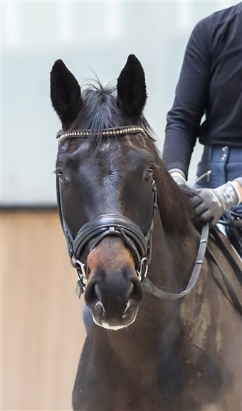 HP Truffle bevæger sig super smidigt i alle 3 gangarter.