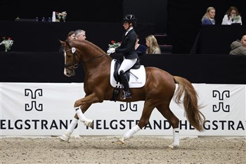 Klik på billedet for video fra hingstepræsentationen