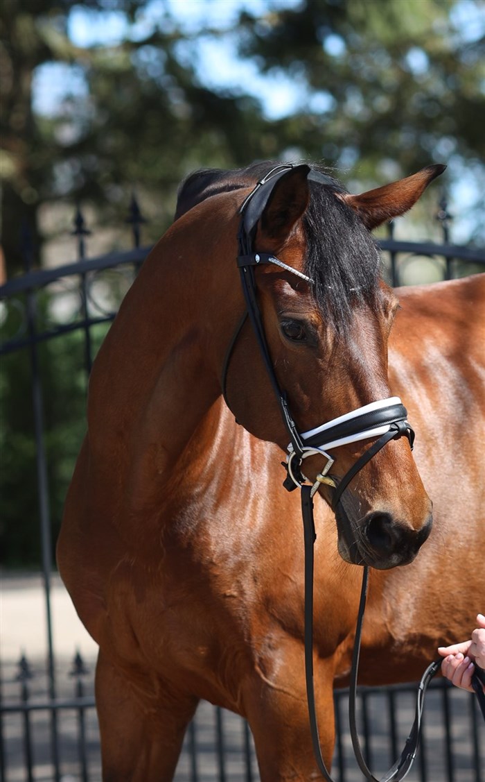 Den 8 årige Lorna Caledonia (Vitalis x Royal Dance x Ramino) er tildelt Oldenburger Mainpremium og trukket direkte på Sandro Hit og Diamond Hits hoppestamme. Hun er klar til Prix St. George.