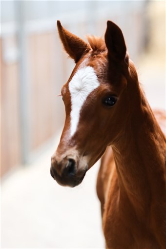 Det ultra feminine hoppeføl HP Love E`toile (Independent x Lady Hit AK)

Klik på billedet for video.