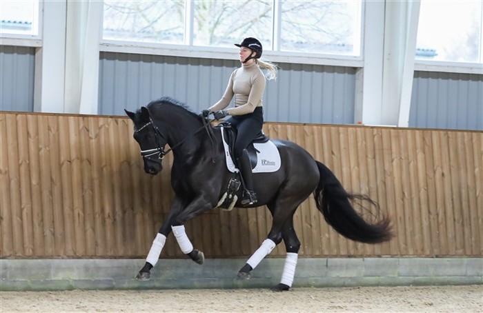 HP Frizzante (Fürstenball x Vitalis x Damon Hill) født 2022
Han er trukket i lige linje på Weihegold.