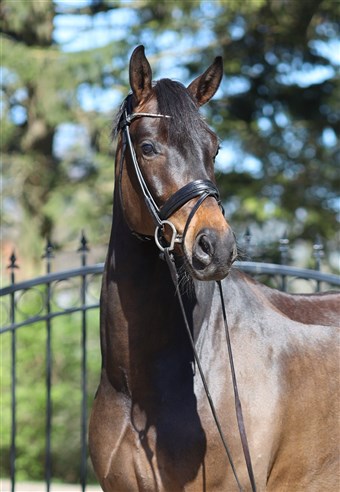 HP Tivoli er en stor flot vallak med det dejligste sind og 3 fremragende gangarter.  
Klik på billedet for video.