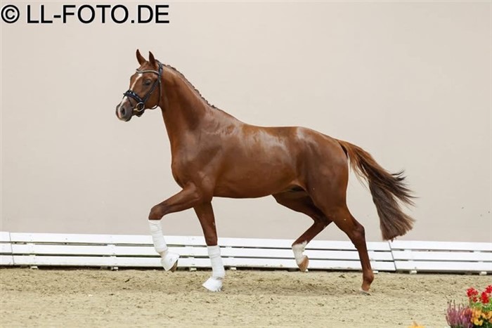 HP Villeroy (Vivaldon x Bonds x Apache) er en fejende flot unghest. 
Han er nu vallak og under tilridning.