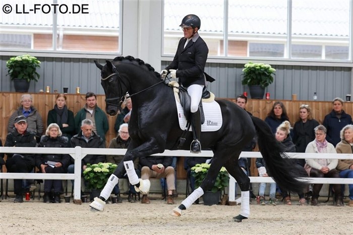 First Magic er en ualmindeligt smuk hingst.